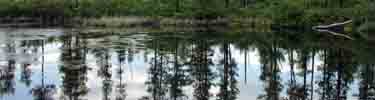 Reflection of pines in Atsion Lake.